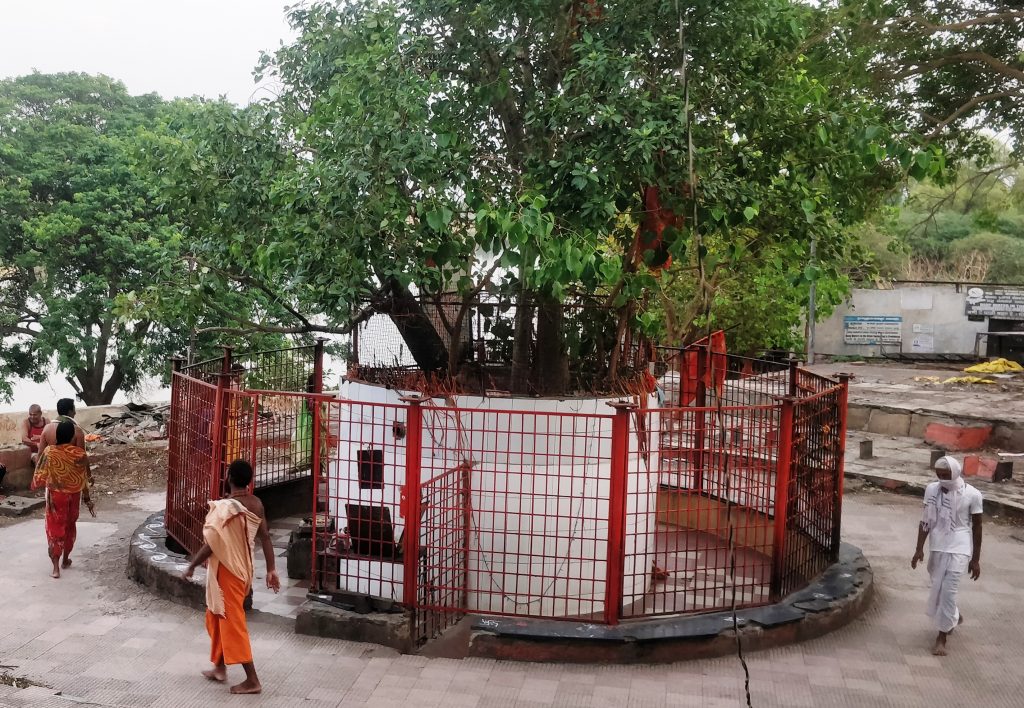 Audumbar Tree Sangam Ganagapur