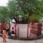 Audumbar Tree Sangam Ganagapur